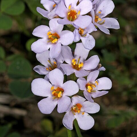 Chaenostoma roseoflavum unspecified picture