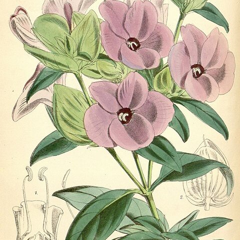 Barleria gibsonii unspecified picture