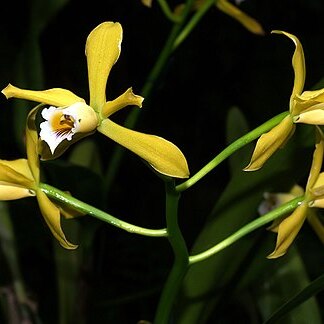 Cattleya xanthina unspecified picture