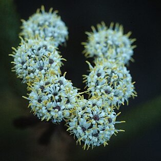 Berzelia albiflora unspecified picture