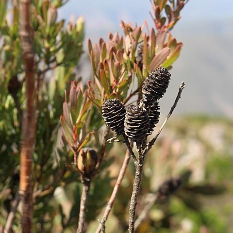 Leucadendron loeriense unspecified picture