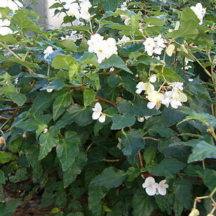 Begonia cubensis unspecified picture