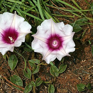 Ipomoea bathycolpos unspecified picture