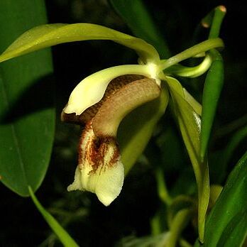 Coelogyne celebensis unspecified picture