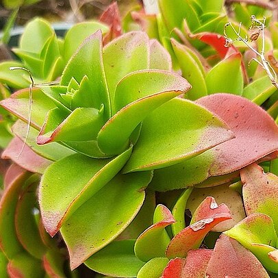 Crassula cymbiformis unspecified picture