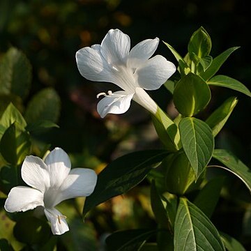 Barleria grandiflora unspecified picture