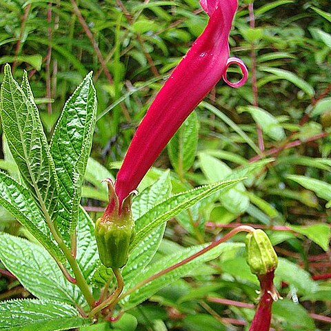 Centropogon talamancensis unspecified picture