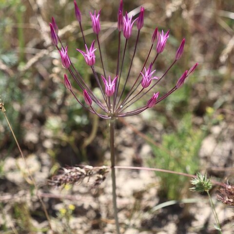 Allium iliense unspecified picture