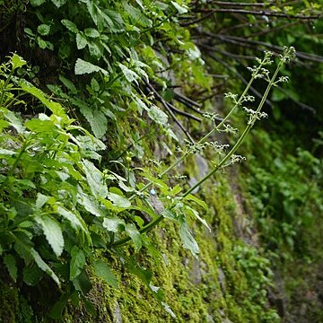 Scrophularia edgeworthii unspecified picture