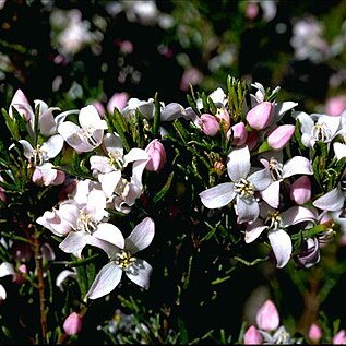 Boronia citriodora subsp. paulwilsonii unspecified picture