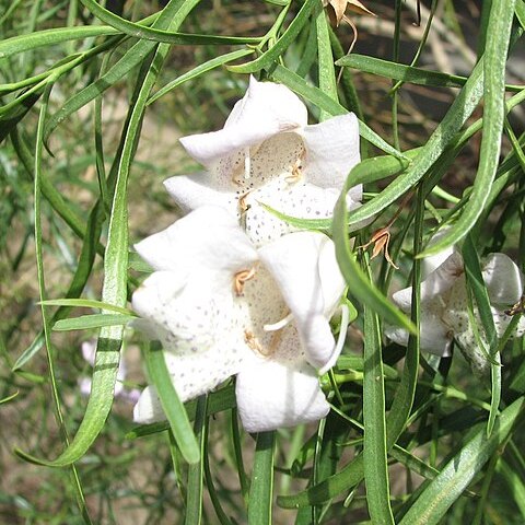 Eremophila bignoniiflora unspecified picture