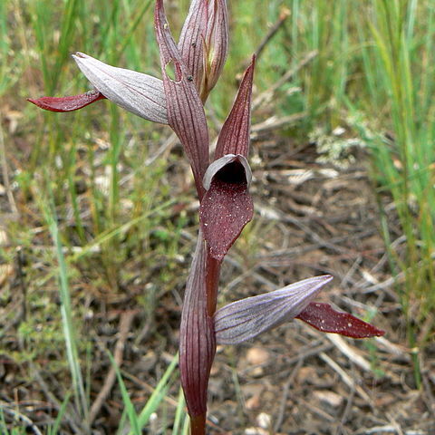 Serapias strictiflora unspecified picture