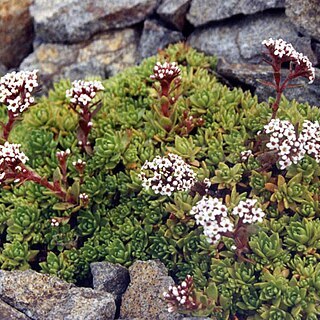 Crassula setulosa unspecified picture