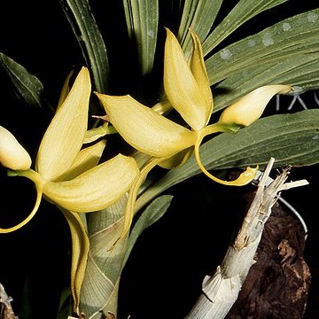 Cycnoches chlorochilon unspecified picture