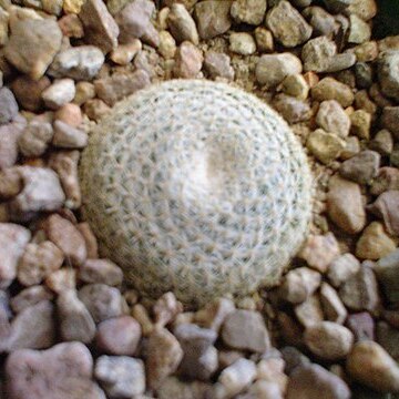 Mammillaria formosa subsp. microthele unspecified picture