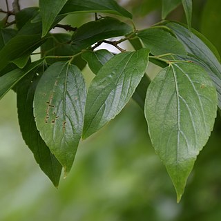 Celtis tetrandra unspecified picture