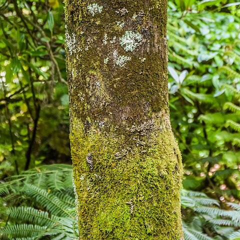 Cercis racemosa unspecified picture