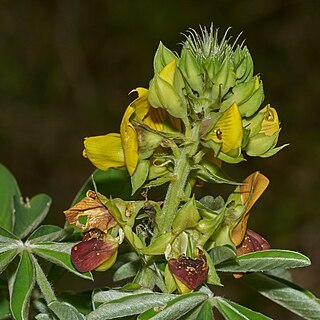 Crotalaria grahamiana unspecified picture