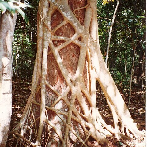 Ficus watkinsiana unspecified picture