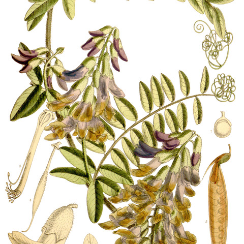 Vicia dennesiana unspecified picture