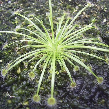 Drosera broomensis unspecified picture