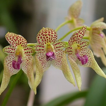 Bulbophyllum guttulatum unspecified picture