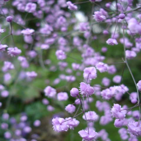 Thalictrum delavayi unspecified picture