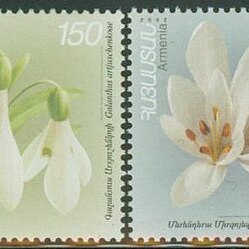 Galanthus transcaucasicus unspecified picture