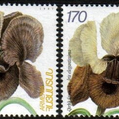 Iris iberica unspecified picture