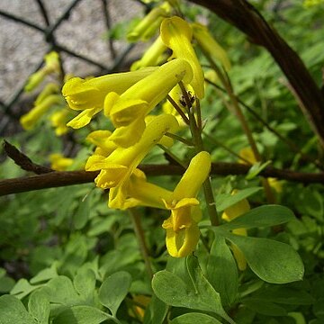 Corydalis capnoides unspecified picture