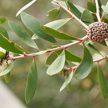 Melaleuca globifera unspecified picture