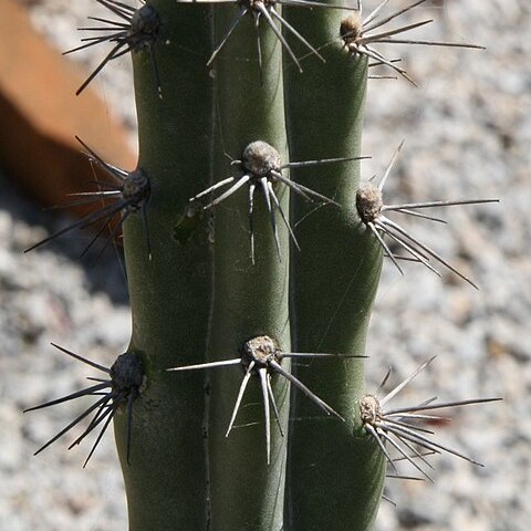 Cereus estevesii unspecified picture