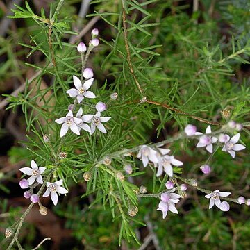 Philotheca spicata unspecified picture