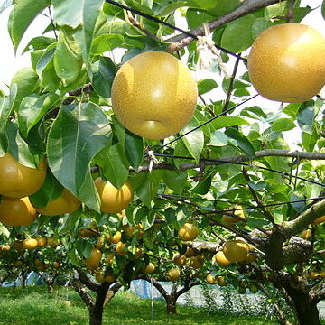 Pyrus pyrifolia var. culta unspecified picture