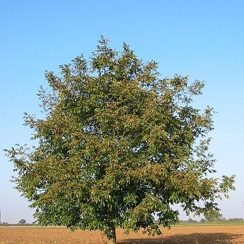 Juglans australis unspecified picture