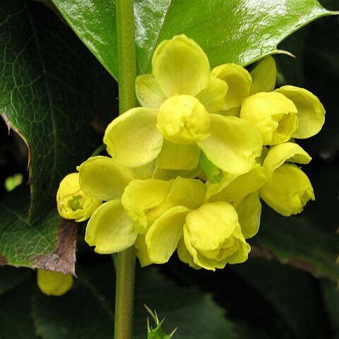 Berberis repens unspecified picture