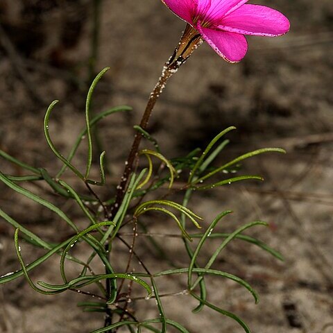 Oxalis polyphylla unspecified picture