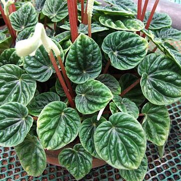 Peperomia caperata unspecified picture