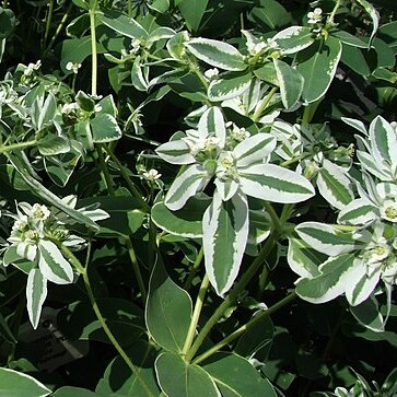 Euphorbia bonplandii unspecified picture