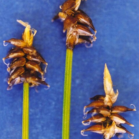 Carex gynocrates unspecified picture