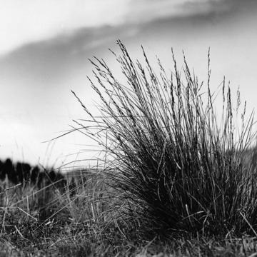 Festuca trachyphylla unspecified picture