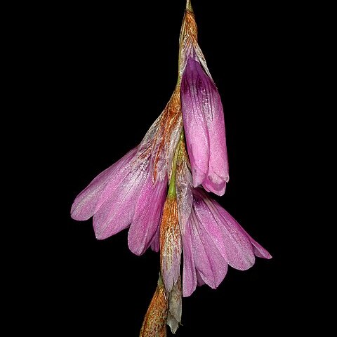 Dierama igneum unspecified picture