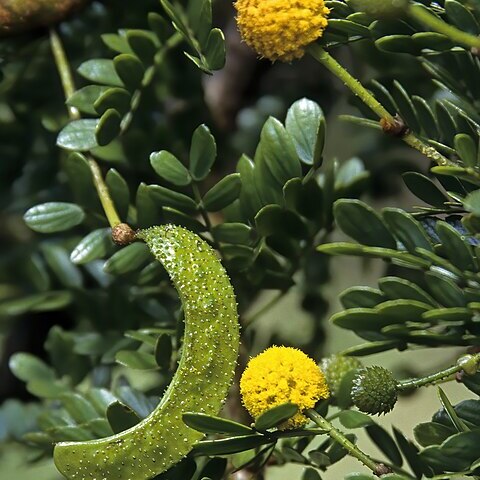 Vachellia borleae unspecified picture