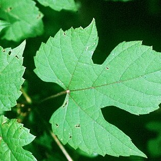 Vitis palmata unspecified picture