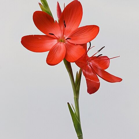 Hesperantha coccinea unspecified picture