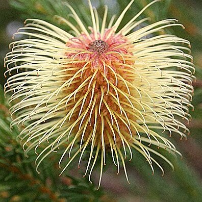 Banksia pulchella unspecified picture