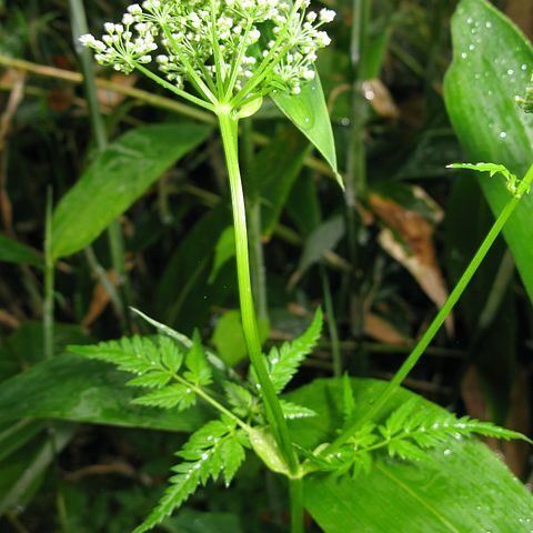 Aegopodium alpestre unspecified picture