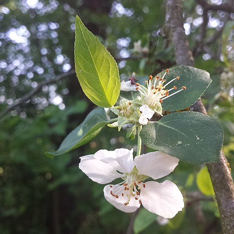 Malus dasyphylla unspecified picture