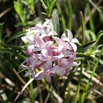 Thymelaeaceae unspecified picture