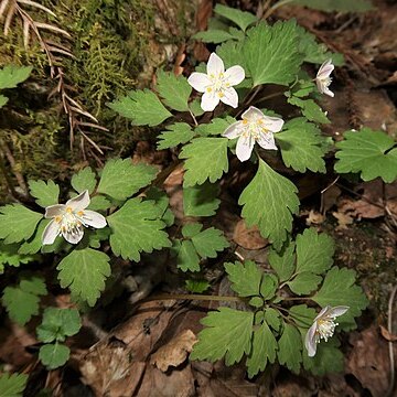 Dichocarpum hakonense unspecified picture